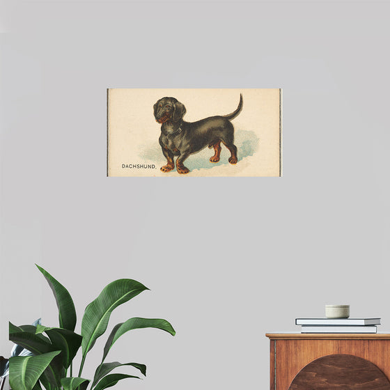 "Dachshund, from the Dogs of the World series for Old Judge Cigarettes", Goodwin & Company