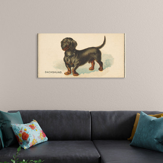 "Dachshund, from the Dogs of the World series for Old Judge Cigarettes", Goodwin & Company