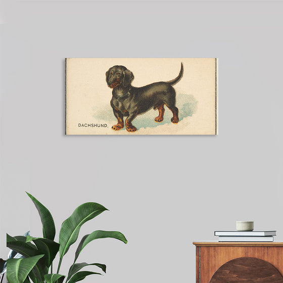 "Dachshund, from the Dogs of the World series for Old Judge Cigarettes", Goodwin & Company