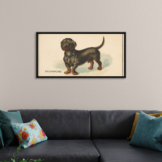 "Dachshund, from the Dogs of the World series for Old Judge Cigarettes", Goodwin & Company