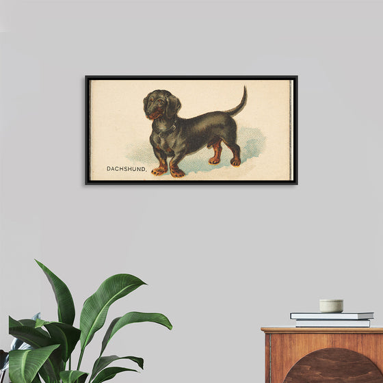 "Dachshund, from the Dogs of the World series for Old Judge Cigarettes", Goodwin & Company