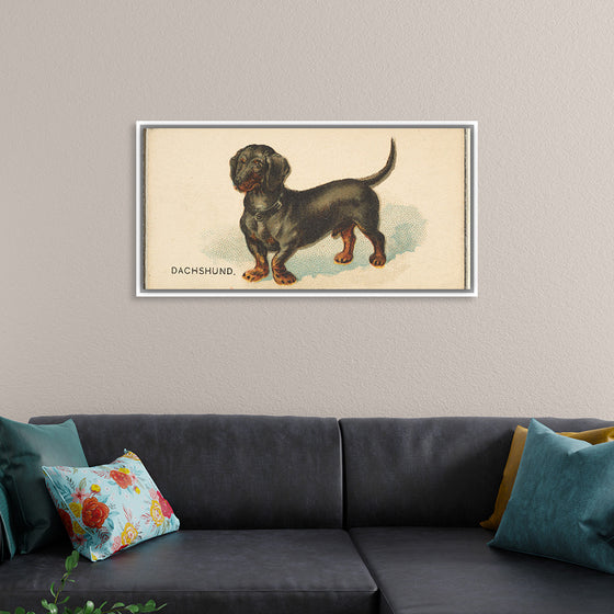 "Dachshund, from the Dogs of the World series for Old Judge Cigarettes", Goodwin & Company