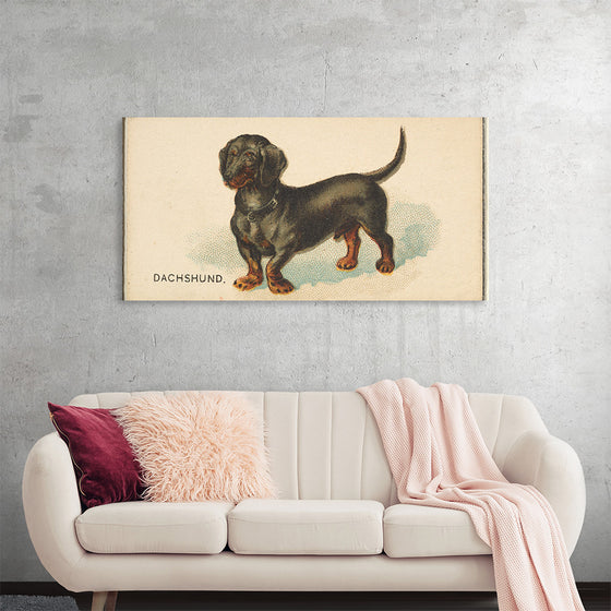 "Dachshund, from the Dogs of the World series for Old Judge Cigarettes", Goodwin & Company