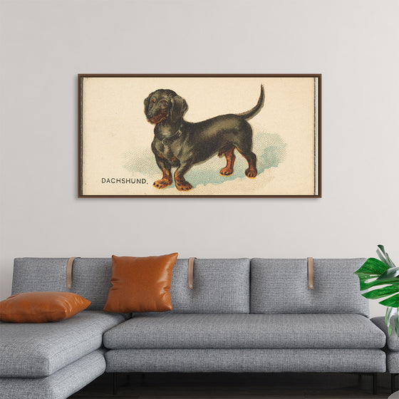 "Dachshund, from the Dogs of the World series for Old Judge Cigarettes", Goodwin & Company