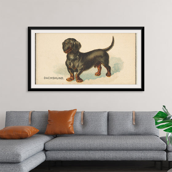 "Dachshund, from the Dogs of the World series for Old Judge Cigarettes", Goodwin & Company