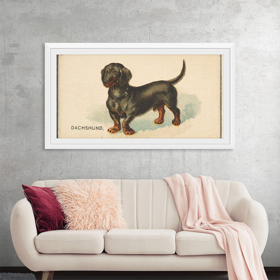 "Dachshund, from the Dogs of the World series for Old Judge Cigarettes", Goodwin & Company