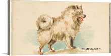  This vintage-style illustration of a Pomeranian dog is a must-have for any dog lover. The artwork is part of the “Dogs of the World” series, which was issued by Goodwin & Company in 1890 to promote Old Judge Cigarettes.