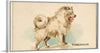 "Pomeranian, from the Dogs of the World series", Goodwin & Company