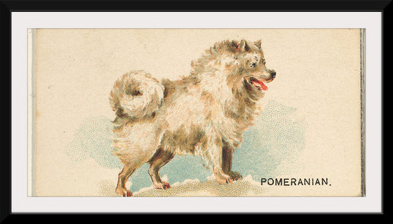 "Pomeranian, from the Dogs of the World series", Goodwin & Company