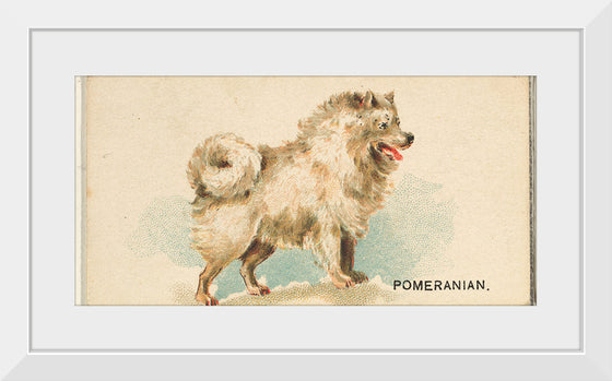 "Pomeranian, from the Dogs of the World series", Goodwin & Company