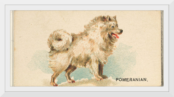 "Pomeranian, from the Dogs of the World series", Goodwin & Company