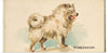 "Pomeranian, from the Dogs of the World series", Goodwin & Company