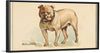 "Bulldog, from the Dogs of the World series for Old Judge Cigarettes", Goodwin & Company