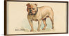 "Bulldog, from the Dogs of the World series for Old Judge Cigarettes", Goodwin & Company