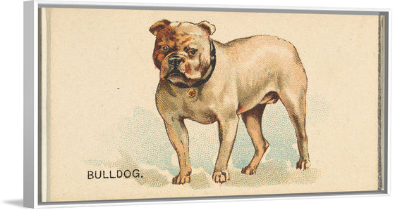 "Bulldog, from the Dogs of the World series for Old Judge Cigarettes", Goodwin & Company