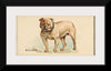 "Bulldog, from the Dogs of the World series for Old Judge Cigarettes", Goodwin & Company