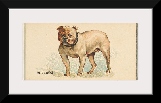 "Bulldog, from the Dogs of the World series for Old Judge Cigarettes", Goodwin & Company