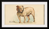 "Bulldog, from the Dogs of the World series for Old Judge Cigarettes", Goodwin & Company