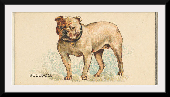 "Bulldog, from the Dogs of the World series for Old Judge Cigarettes", Goodwin & Company