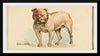 "Bulldog, from the Dogs of the World series for Old Judge Cigarettes", Goodwin & Company