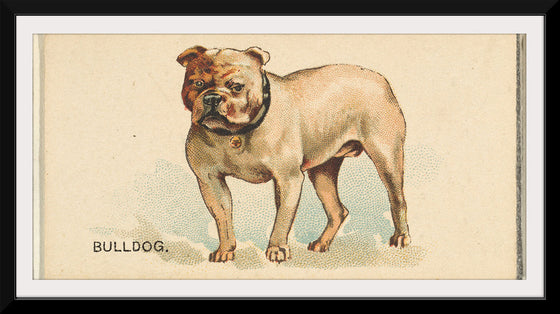 "Bulldog, from the Dogs of the World series for Old Judge Cigarettes", Goodwin & Company