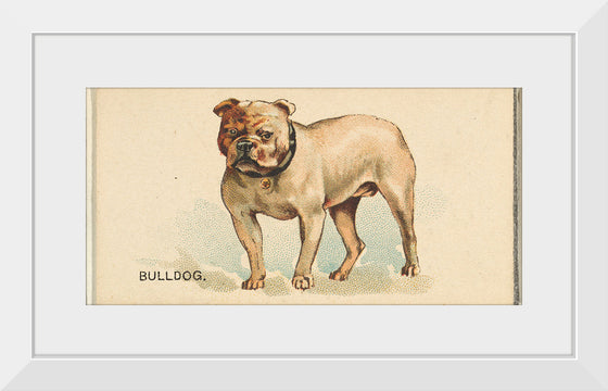 "Bulldog, from the Dogs of the World series for Old Judge Cigarettes", Goodwin & Company