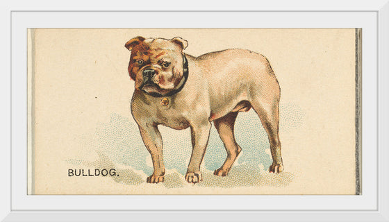 "Bulldog, from the Dogs of the World series for Old Judge Cigarettes", Goodwin & Company