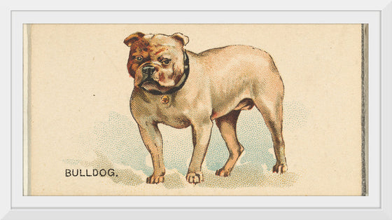 "Bulldog, from the Dogs of the World series for Old Judge Cigarettes", Goodwin & Company