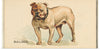 "Bulldog, from the Dogs of the World series for Old Judge Cigarettes", Goodwin & Company