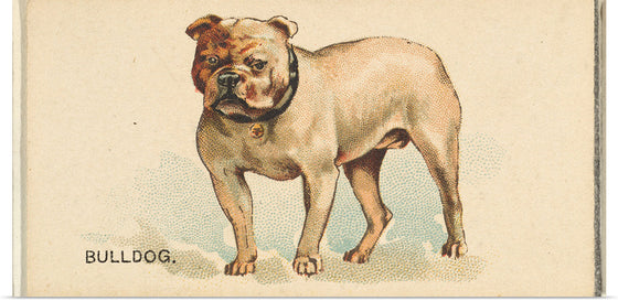 "Bulldog, from the Dogs of the World series for Old Judge Cigarettes", Goodwin & Company