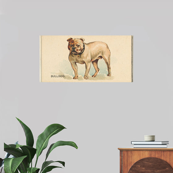 "Bulldog, from the Dogs of the World series for Old Judge Cigarettes", Goodwin & Company