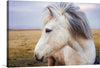Copilot “White Horse”: Introducing this captivating print that embodies the serene elegance and majestic beauty of a white horse set against the tranquil backdrop of an expansive field. The meticulous detail captures every strand of the horse’s flowing mane, its gentle gaze exuding a sense of calm and grace. 