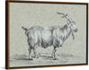 "Standing Goat (1775-1883)", Jean Bernard