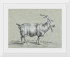 "Standing Goat (1775-1883)", Jean Bernard