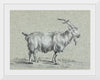 "Standing Goat (1775-1883)", Jean Bernard