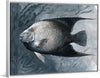 "Angel fish (1837-1913)", James Carter Beard