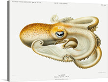  An octopus gracefully displayed in this illustration. A stunning sea creature captured during the German Deep Sea Expedition (1898-1899) by Carl Chun.