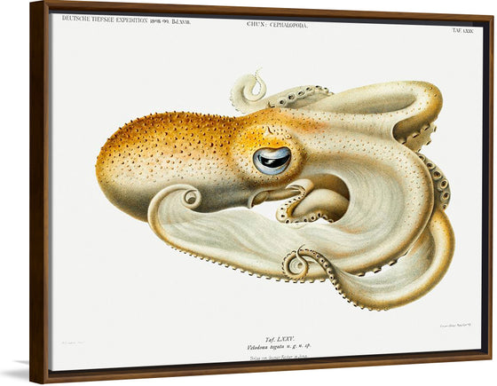 "Velodona Octopus", Carl Chun