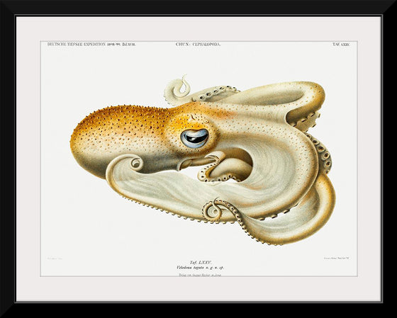 "Velodona Octopus", Carl Chun