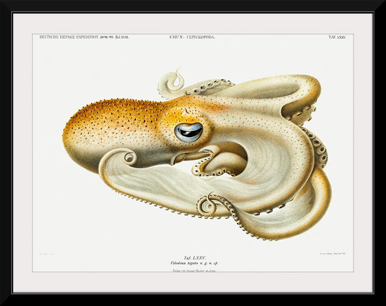 "Velodona Octopus", Carl Chun