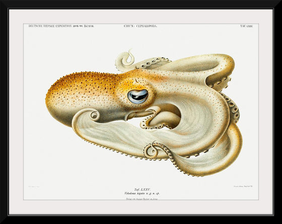 "Velodona Octopus", Carl Chun