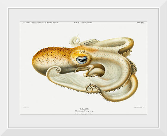 "Velodona Octopus", Carl Chun