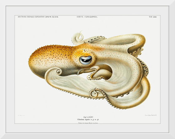 "Velodona Octopus", Carl Chun