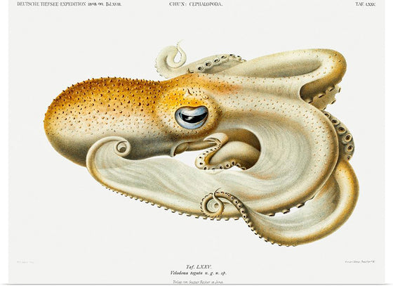 "Velodona Octopus", Carl Chun