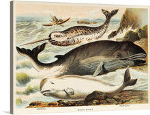  The artwork captures the majestic dance of narwhals, white whales, and rorquals amidst the tumultuous waves. Every detail, from the intricate patterns on their bodies to the dynamic splashes of water, is rendered with artistic precision. This print invites viewers into a world where nature’s grandeur unfolds in every corner, offering a unique blend of realism and enchantment. 