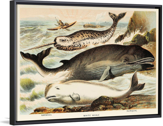 "Narwhal, White whale, and Rorqual from Johnson's Household Book of Nature (1880)", John Karst