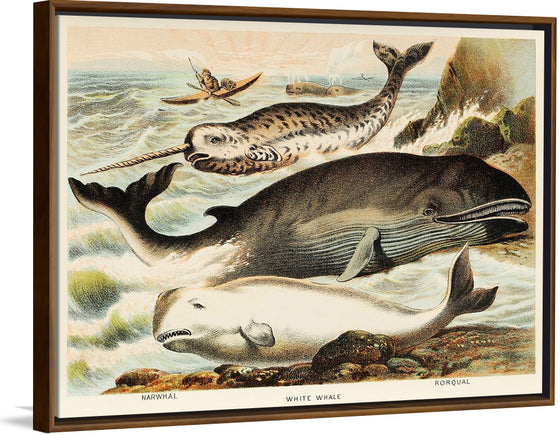 "Narwhal, White whale, and Rorqual from Johnson's Household Book of Nature (1880)", John Karst