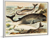 "Narwhal, White whale, and Rorqual from Johnson's Household Book of Nature (1880)", John Karst