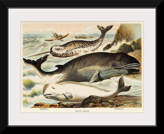 "Narwhal, White whale, and Rorqual from Johnson's Household Book of Nature (1880)", John Karst