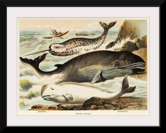 "Narwhal, White whale, and Rorqual from Johnson's Household Book of Nature (1880)", John Karst